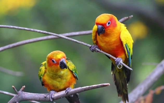 金太陽鹦鹉尺寸 金太陽鹦鹉尺寸