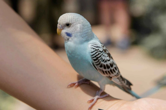 延長小鸚鵡壽命方法 延長小鸚鵡壽命方法