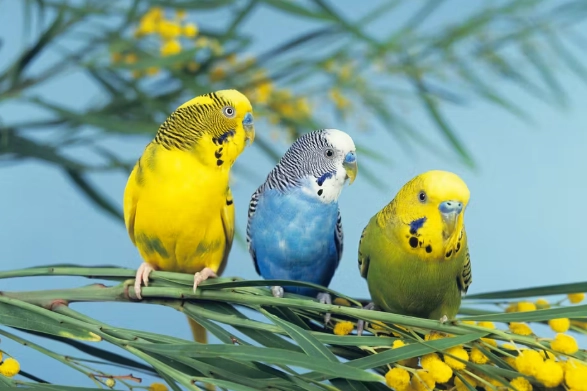 延長小鸚鵡壽命方法 延長小鸚鵡壽命方法