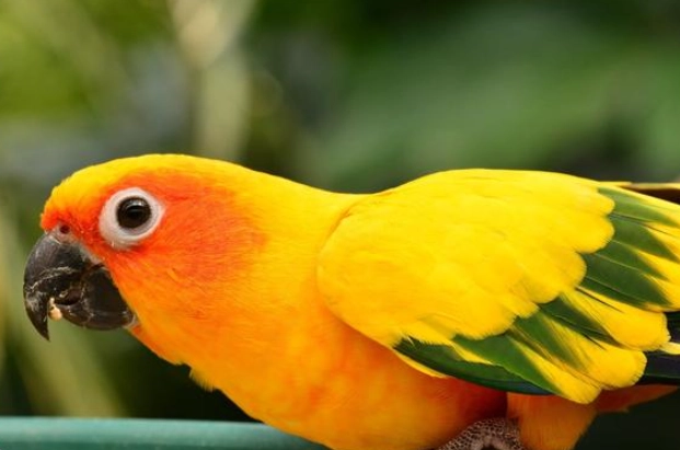 金太陽鸚鵡大小