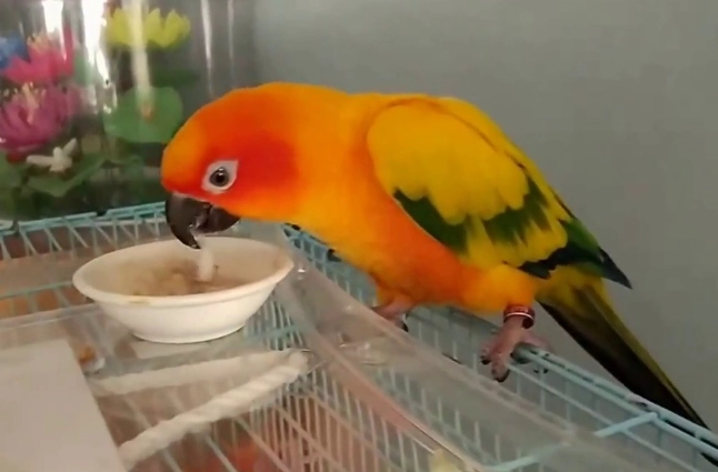 金太陽鸚鵡飲食