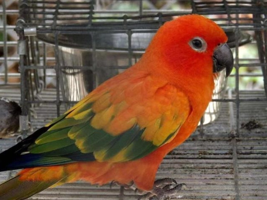 金太陽孵蛋 金太陽孵蛋