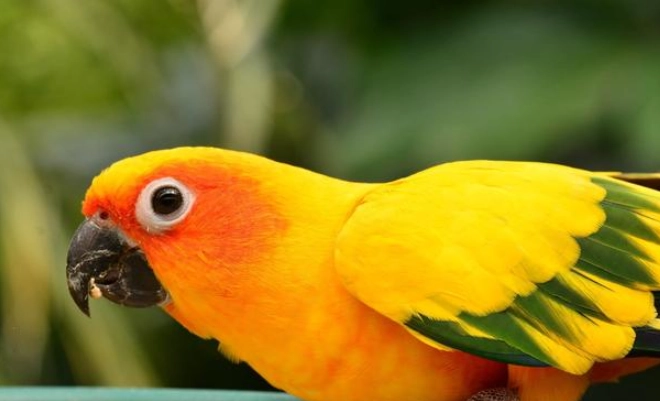 金太陽鸚鵡叫聲意思 金太陽鸚鵡叫聲意思