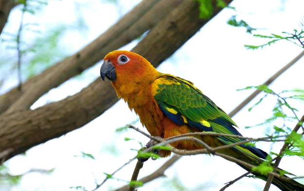 金太陽鸚鵡訓練 金太陽鸚鵡訓練