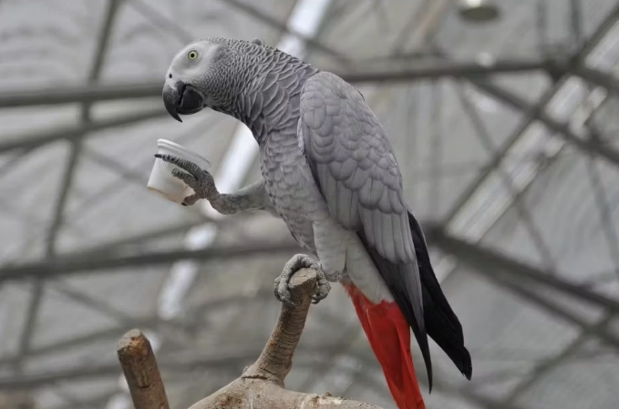 鸚鵡壽命
