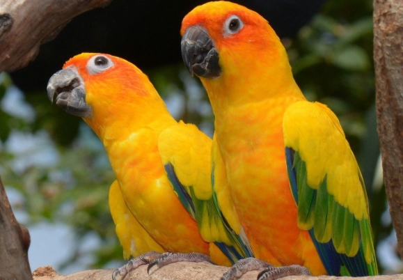 金太陽鸚鵡體重