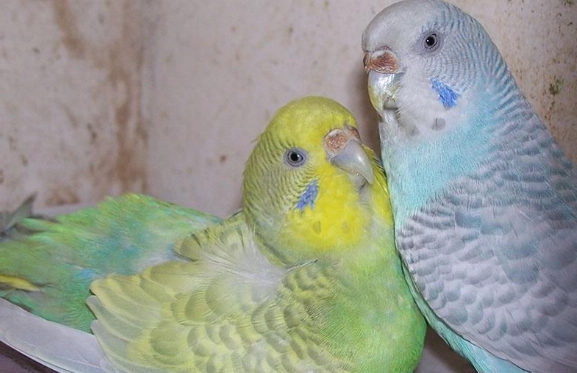 鸚鵡生蛋注意事項 鸚鵡生蛋注意事項