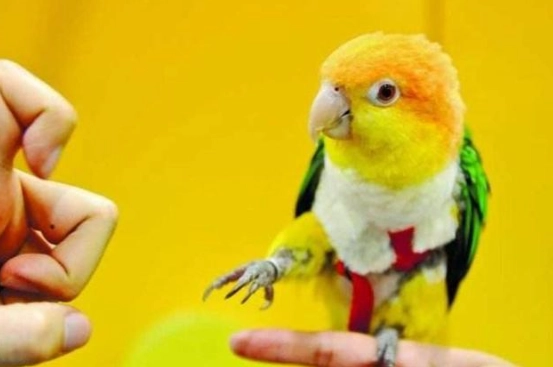 凱克鸚鵡聰明程度 凱克鸚鵡聰明程度