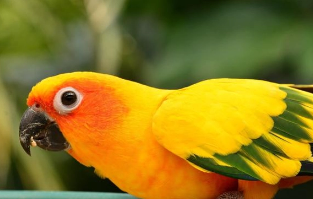 金太陽繁殖箱 金太陽繁殖箱