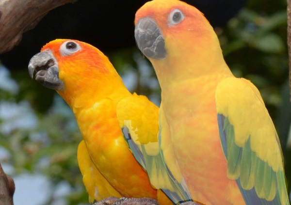 金太陽鸚鵡公母差別 金太陽鸚鵡公母差別