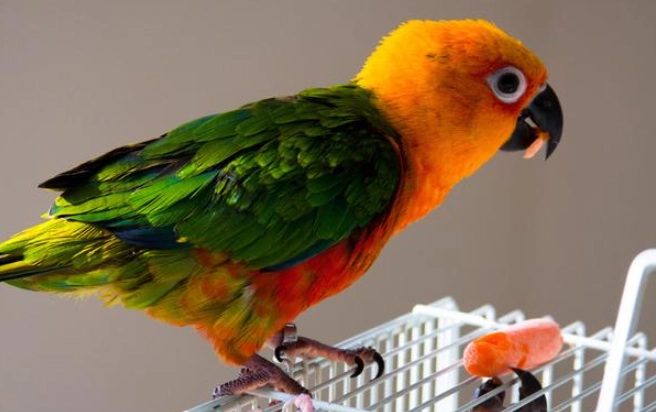 寵物鳥體型測量 寵物鳥體型測量