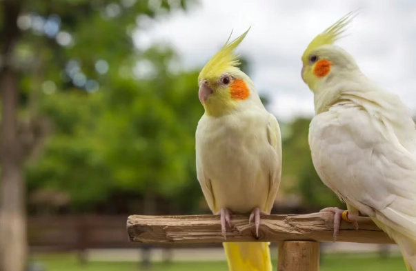 鸚鵡壽命影響因素 鸚鵡壽命影響因素