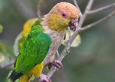 凱克鸚鵡智商 凱克鸚鵡智商