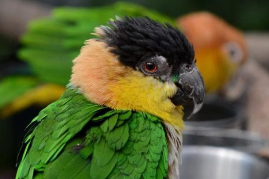 凱克鸚鵡智商 凱克鸚鵡智商