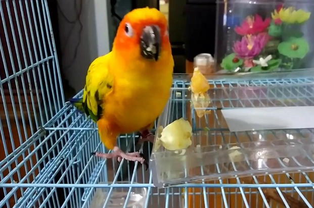 金太陽鸚鵡飲食