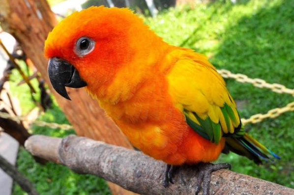 金太陽鸚鵡大小