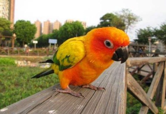 金太陽鸚鵡大小