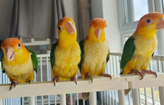 鸚鵡智力年齡 鸚鵡智力年齡