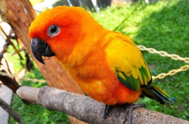 金太陽鸚鵡智商 金太陽鸚鵡智商