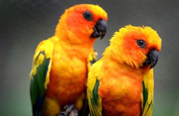 寵物鳥體型測量 寵物鳥體型測量