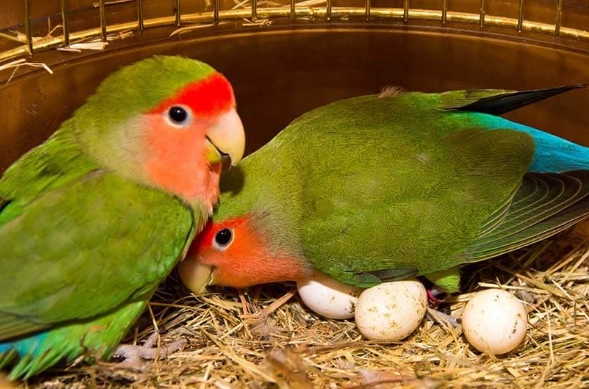 金太陽鸚鵡繁殖 金太陽鸚鵡繁殖