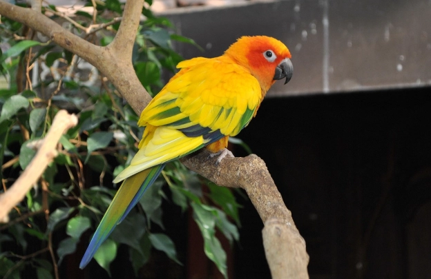 金太陽鸚鵡智商 金太陽鸚鵡智商