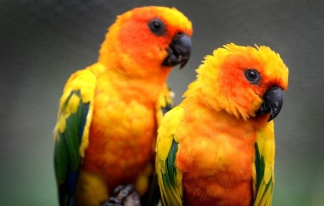 金太陽孵蛋 金太陽孵蛋