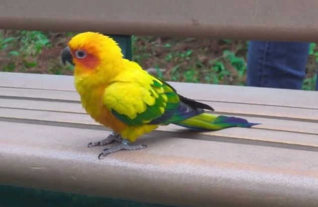 金太陽鸚鵡叫聲很大 金太陽鸚鵡叫聲很大