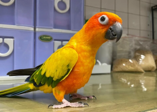 鸚鵡生蛋注意事項 鸚鵡生蛋注意事項