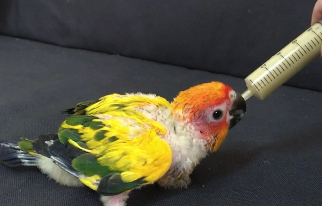 金太陽公母分辨 金太陽公母分辨