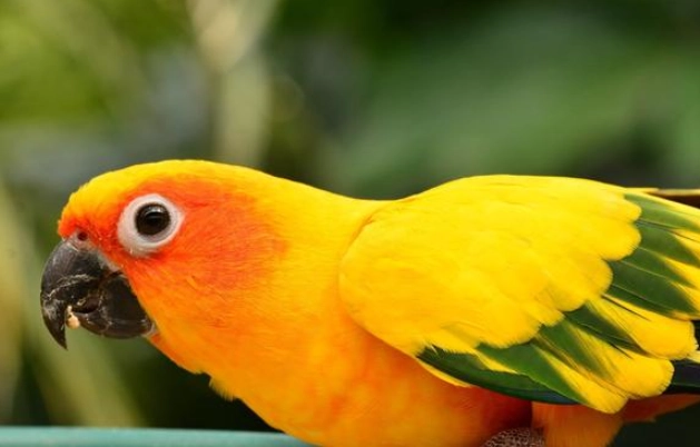 金太陽鸚鵡智商 金太陽鸚鵡智商