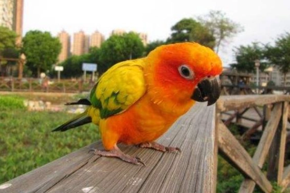 金太陽鸚鵡叫聲意思 金太陽鸚鵡叫聲意思