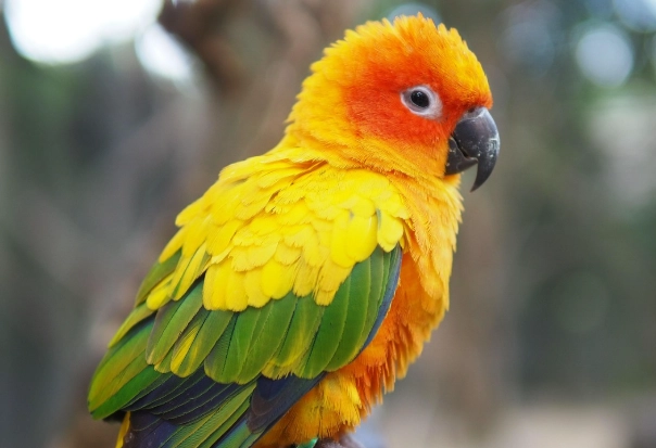 金太陽鸚鵡訓練 金太陽鸚鵡訓練