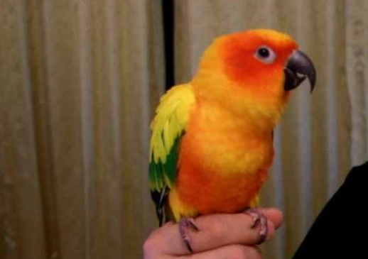 金太陽鸚鵡叫聲很大 金太陽鸚鵡叫聲很大