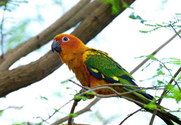 金太陽鸚鵡體重