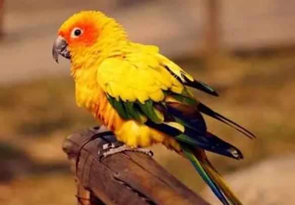 金太陽鹦鹉发情