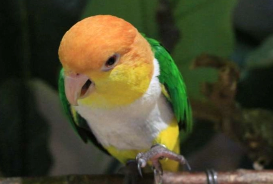 凱克鸚鵡聰明程度 凱克鸚鵡聰明程度