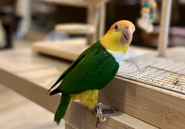 鸚鵡壽命影響因素 鸚鵡壽命影響因素