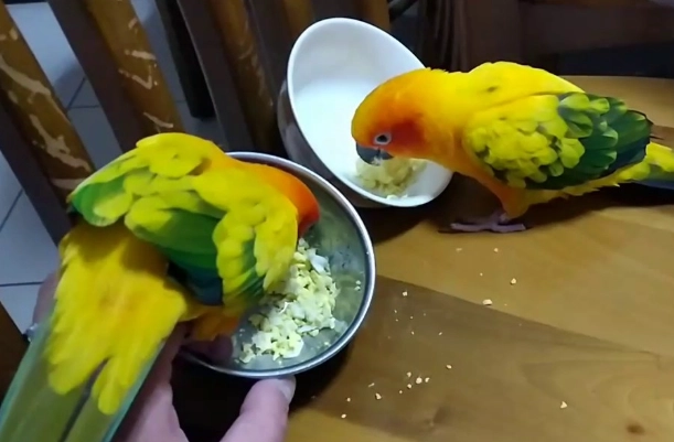 金太陽鸚鵡繁殖 金太陽鸚鵡繁殖