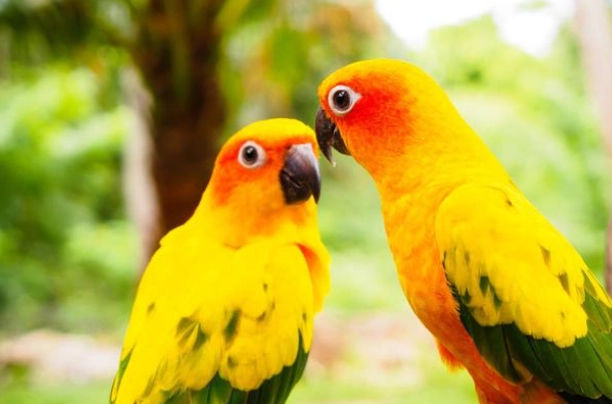 金太陽繁殖箱 金太陽繁殖箱