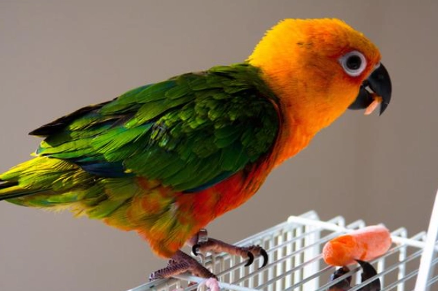 金太陽鸚鵡體重