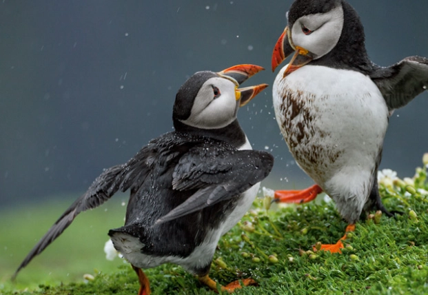 簇絨海鸚 拍攝 簇絨海鸚 拍攝