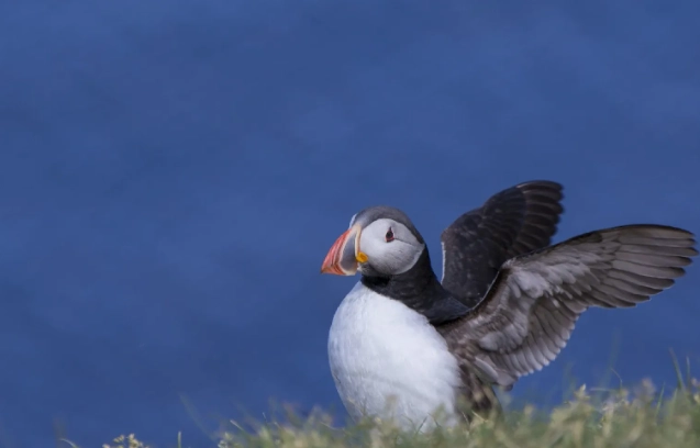 簇絨海鸚 觀鳥 簇絨海鸚 觀鳥