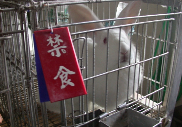 動物實驗倫理 動物實驗倫理