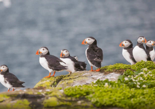海鸚鵡 冰島 地點