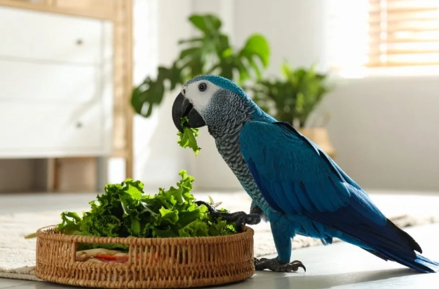 腰果對鸚鵡 腰果對鸚鵡