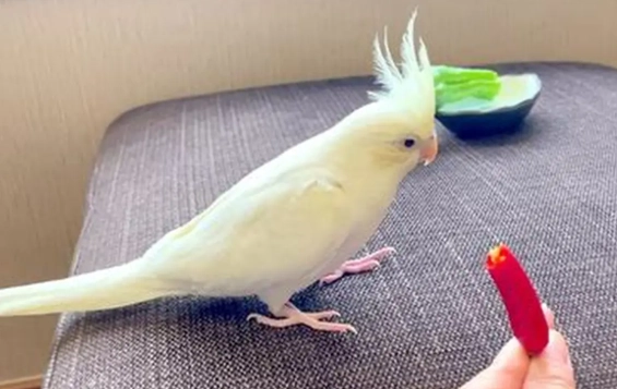 鸚鵡零食安全 鸚鵡零食安全