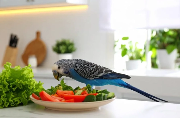 鸚鵡零食安全 鸚鵡零食安全