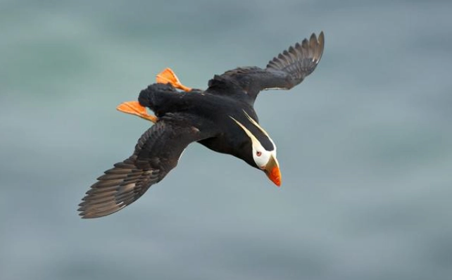 簇絨海鸚 保育 簇絨海鸚 保育