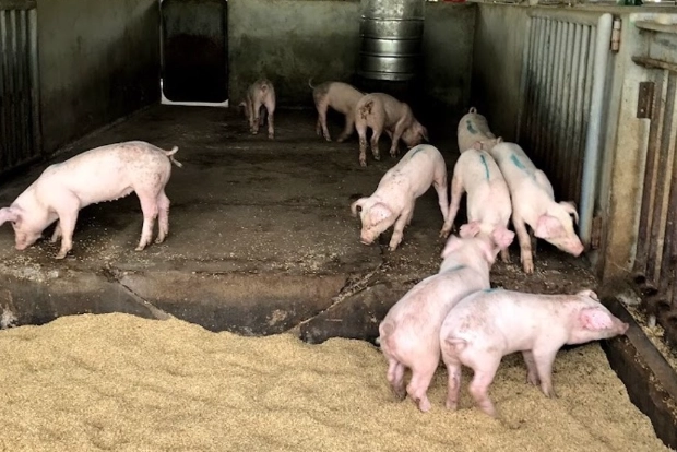 動物實驗倫理 動物實驗倫理